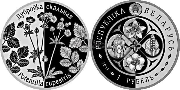 Belarus 2018 Potentilla rupestris CuNi